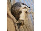 Adopt Lia a Gray or Blue American Shorthair / Mixed (short coat) cat in Etters