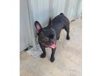 Adopt Baken (New York) a Boston Terrier / Mixed dog in Brownwood, TX (41445322)