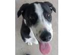 Adopt Mr Man a Border Collie / Mixed dog in Brownwood, TX (41418376)