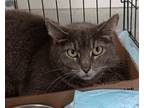 Adopt Tipper a Domestic Shorthair / Mixed (short coat) cat in Brownwood