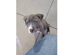 Adopt Sage a Gray/Blue/Silver/Salt & Pepper American Staffordshire Terrier /