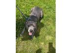 Adopt Denali a American Pit Bull Terrier / Mixed dog in Tiffin, OH (41438537)