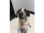 Adopt Sarge a Hound (Unknown Type) / Mixed Breed (Medium) / Mixed dog in Tiffin