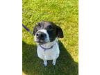 Adopt Panda a Hound (Unknown Type) / Mixed Breed (Medium) / Mixed dog in Tiffin