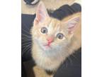 Adopt Pineapple a Domestic Shorthair / Mixed (short coat) cat in Tiffin