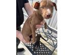 Adopt WCC pup 3 a Brown/Chocolate - with White Mixed Breed (Medium) / Mixed dog