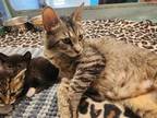 Adopt Meadow a Domestic Shorthair / Mixed (short coat) cat in Crocker
