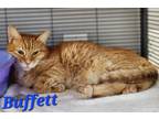 Adopt Buffett a Domestic Shorthair / Mixed (short coat) cat in Cambridge