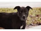 Adopt Keiko Adoption Pending a American Pit Bull Terrier / Mixed dog in West