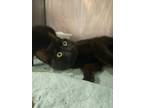 Adopt Heaven a Domestic Shorthair / Mixed (short coat) cat in Morgantown