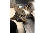 Adopt Waffle a Domestic Shorthair / Mixed (short coat) cat in Morgantown