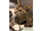Adopt Pancake a Domestic Shorthair / Mixed (short coat) cat in Morgantown