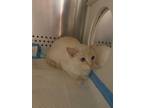 Adopt Ashley a Domestic Shorthair / Mixed (short coat) cat in Morgantown