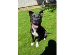 Adopt Puptart a Labrador Retriever / American Pit Bull Terrier / Mixed dog in