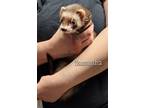Adopt Samantha a Sable Ferret small animal in Denver, CO (41095470)