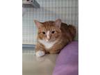 Adopt Fred a Orange or Red Domestic Shorthair / Mixed Breed (Medium) / Mixed