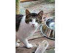 Adopt Calvin a Gray or Blue Domestic Shorthair / Domestic Shorthair / Mixed cat