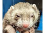 Adopt Oscar a Brown or Chocolate Ferret small animal in Denver, CO (41095458)