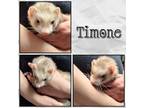 Adopt Timone a Tan or Beige Ferret small animal in Denver, CO (41095450)