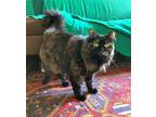 Adopt Hope a Tortoiseshell Maine Coon / Mixed (medium coat) cat in Brooklyn