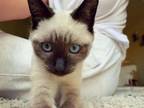 Adopt Murphy a White (Mostly) Siamese / Mixed (short coat) cat in Lincoln