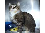 Adopt Gaston a Gray, Blue or Silver Tabby Domestic Mediumhair cat in Johnstown