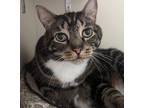 Adopt Marley a Domestic Shorthair / Mixed (short coat) cat in Windsor