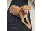 Adopt Mitzy a Tan/Yellow/Fawn Hound (Unknown Type) / Mixed dog in Chester