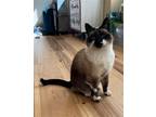 Adopt Sabrina a Domestic Shorthair / Mixed cat in Salt Lake City, UT (39842097)