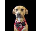 Adopt Max a Labrador Retriever / Mixed dog in Hot Springs Village, AR (41245085)