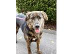 Adopt Brynn a Tan/Yellow/Fawn - with Black Dutch Shepherd / Mixed dog in