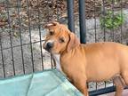 Adopt Bruno a Red/Golden/Orange/Chestnut Mastiff / Boxer / Mixed dog in Orlando