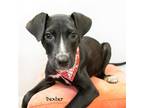 Adopt Dexter a Labrador Retriever / Mixed dog in Hot Springs Village