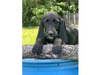 Adopt Noodle a Black Labradoodle / Mixed dog in Orlando, FL (41323595)