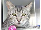 Adopt Tab a Domestic Shorthair / Mixed (short coat) cat in Vineland