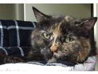 Adopt Dolly a Domestic Shorthair / Mixed (short coat) cat in Vineland