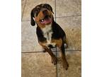 Adopt Chloe Coco Puffs a Beagle / Labrador Retriever / Mixed dog in Hardeeville