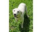 Adopt Autumn Gal a Jack Russell Terrier / Mixed dog in Hardeeville
