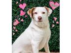 Adopt Dibbs a Jack Russell Terrier / Mixed dog in Hardeeville, SC (41445213)