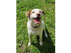 Adopt Dibbs a Jack Russell Terrier / Mixed dog in Hardeeville, SC (41445213)