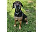 Adopt Duke a Hound (Unknown Type) / Mixed Breed (Medium) / Mixed dog in