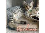 Adopt Berdanne a Domestic Shorthair / Mixed (short coat) cat in Hillsboro