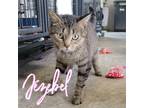 Adopt Jezebel a Domestic Shorthair / Mixed (short coat) cat in Hillsboro