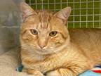 Adopt Steve a Orange or Red Domestic Shorthair (short coat) cat in Bridgeport