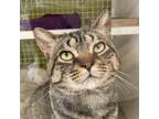 Adopt Mickey a Tiger Striped Domestic Shorthair (short coat) cat in Bridgeport