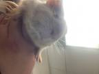 Adopt Panzóna a Red Guinea Pig / Guinea Pig / Mixed small animal in Fort Worth
