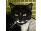 Adopt Jessie a Black & White or Tuxedo Domestic Shorthair (short coat) cat in