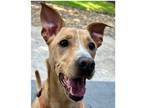 Adopt Troy Bolton a Tan/Yellow/Fawn Carolina Dog dog in Dallas, TX (40524581)