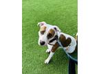 Adopt Shiloh PKA Smooches a Tricolor (Tan/Brown & Black & White) Pit Bull