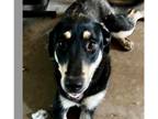 Adopt Ranger (Coonhound) a Black - with Tan, Yellow or Fawn Coonhound / Shepherd